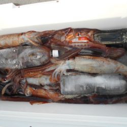 大進丸（愛知） 釣果