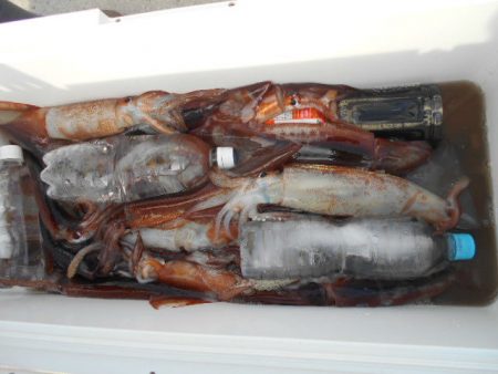 大進丸（愛知） 釣果