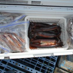 大進丸（愛知） 釣果