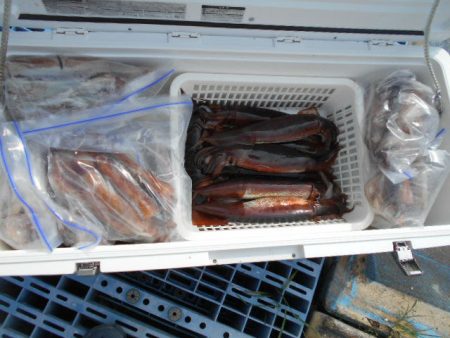 大進丸（愛知） 釣果