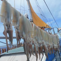 大進丸(愛知) 釣果