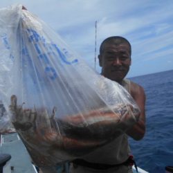 大進丸(愛知) 釣果