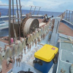 大進丸(愛知) 釣果