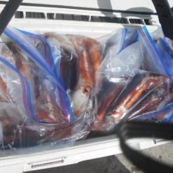 大進丸(愛知) 釣果