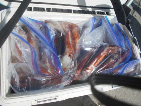 大進丸(愛知) 釣果