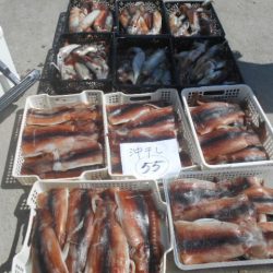 大進丸(愛知) 釣果