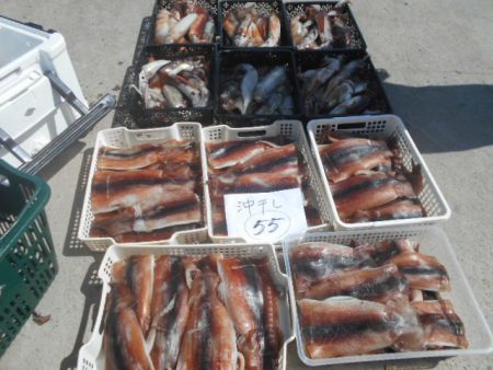 大進丸（愛知） 釣果