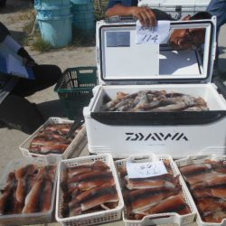 大進丸(愛知) 釣果