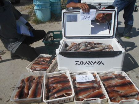 大進丸(愛知) 釣果