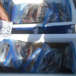 大進丸(愛知) 釣果