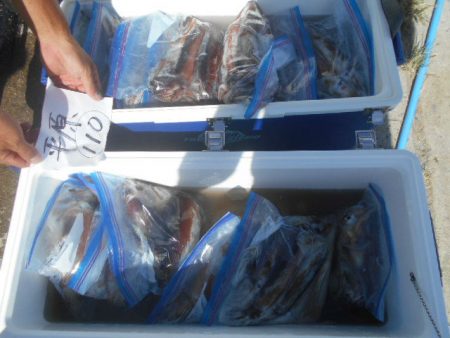 大進丸(愛知) 釣果