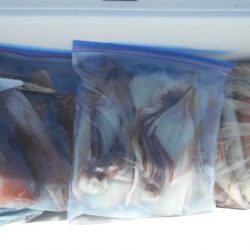 大進丸(愛知) 釣果