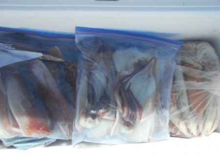 大進丸(愛知) 釣果