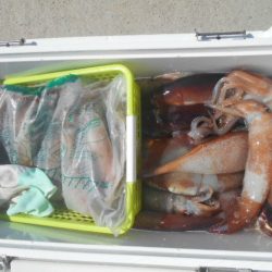 大進丸(愛知) 釣果