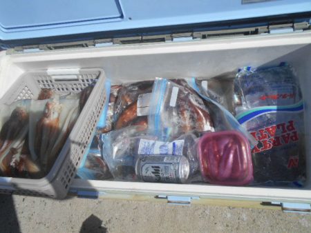 大進丸(愛知) 釣果