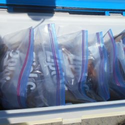 大進丸(愛知) 釣果