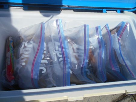 大進丸(愛知) 釣果