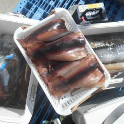 大進丸(愛知) 釣果