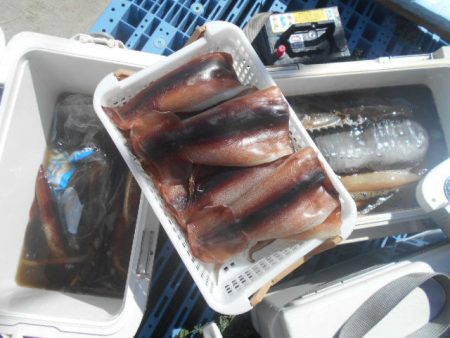 大進丸(愛知) 釣果