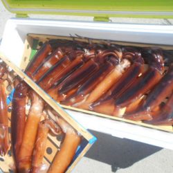 大進丸(愛知) 釣果