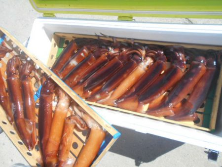 大進丸(愛知) 釣果