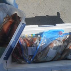 大進丸(愛知) 釣果