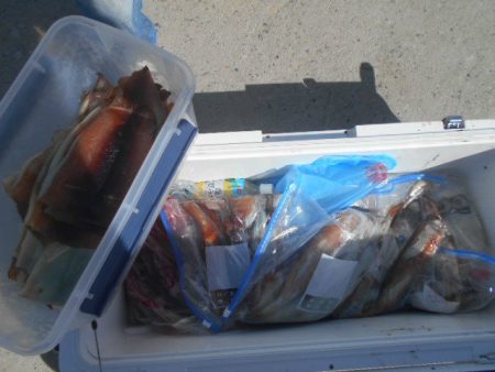 大進丸(愛知) 釣果