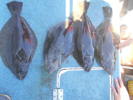 大進丸（愛知） 釣果