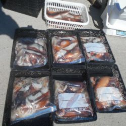 大進丸（愛知） 釣果