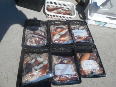 大進丸（愛知） 釣果