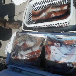 大進丸（愛知） 釣果