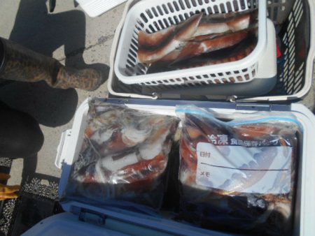 大進丸（愛知） 釣果