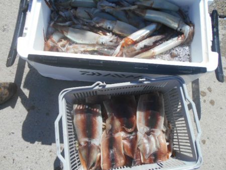 大進丸（愛知） 釣果