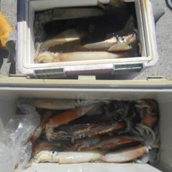 大進丸（愛知） 釣果