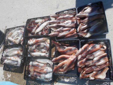 大進丸（愛知） 釣果