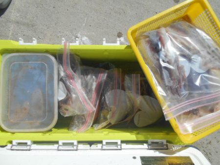 大進丸（愛知） 釣果