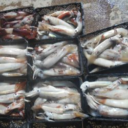 大進丸（愛知） 釣果