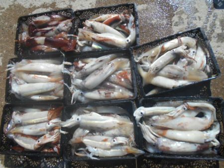 大進丸（愛知） 釣果