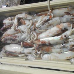 大進丸（愛知） 釣果