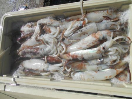 大進丸（愛知） 釣果