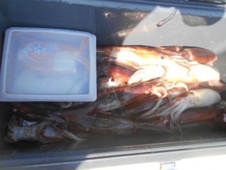 大進丸（愛知） 釣果