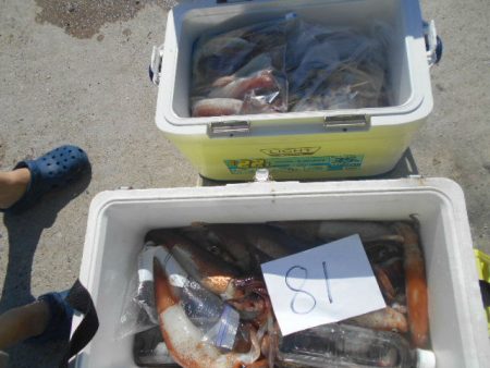 大進丸（愛知） 釣果