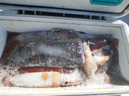 大進丸（愛知） 釣果