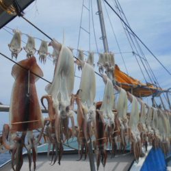 大進丸（愛知） 釣果