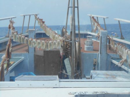 大進丸（愛知） 釣果