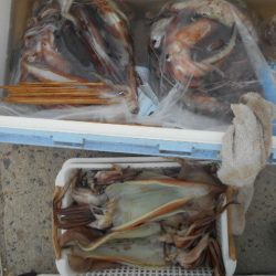 大進丸（愛知） 釣果