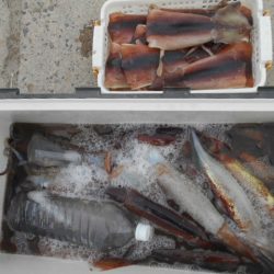 大進丸（愛知） 釣果