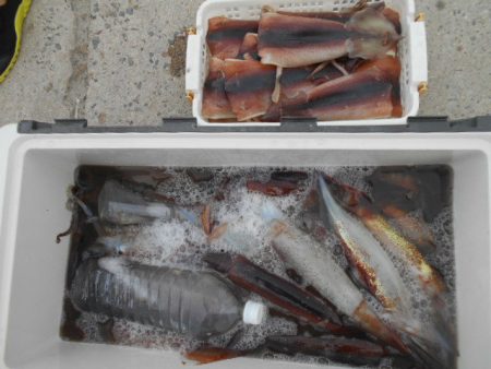 大進丸（愛知） 釣果