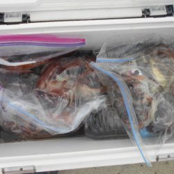 大進丸（愛知） 釣果