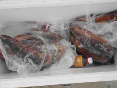 大進丸（愛知） 釣果